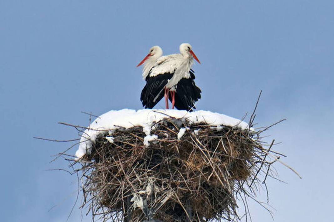 Artık bu zahmete girmiyorlar bile! Doğanın dengesinin bozulduğunun en büyük ispatı gibi... 13